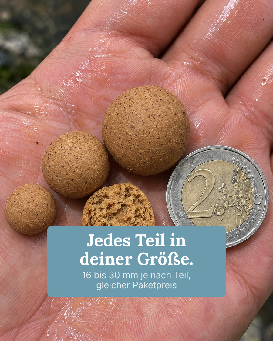 Scopex-Boilies in mehreren Größen neben einer Zwei-Euro-Münze