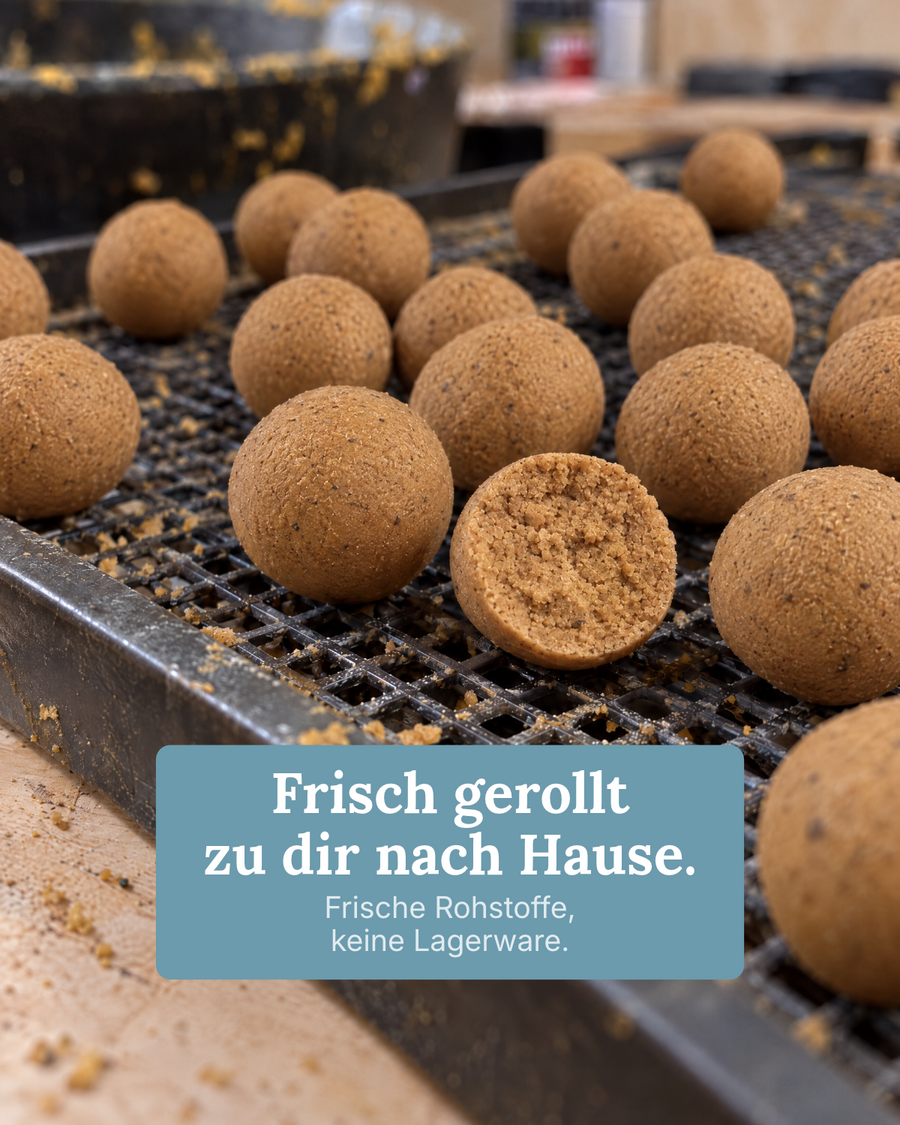 Frisch gerollte Scopex-Boilies auf dem Trockengitter